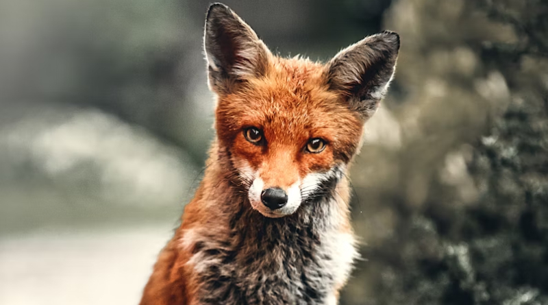 Zorro